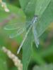 Damselfly --> 아시아실잠자리 암컷 Ischnura asiatica (Asiatic Bluetail Damselfly)