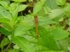 Common Darter (Dragonfly)