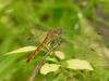Common Darter (Dragonfly)