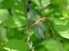 Dragonfly (Sympetrum infuscatum)