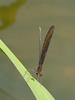 검은물잠자리 (Black-winged damselfly)