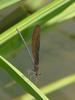 검은물잠자리 Black-winged damselfly