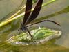 검은물잠자리 Black-winged damselfly