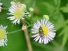 fly on flower