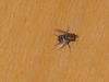 Common House Fly