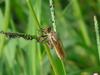 Robberfly