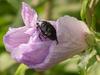 Black beetle