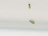 Green insects unknown