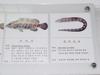 Nameplates - yellow grouper (Epinephelus bruneus), leopard moray eel (Muraena pardalis)