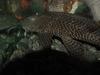 Tropical fishes (suckerfish) -- Suckermouth Catfish (Hypostomus plecostomus)