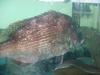 Red sea bream snapper