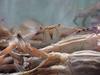 Blue crabs (Portunus trituberculatus), 꽃게