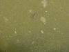 Waterstrider