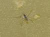 Waterstrider