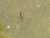 Waterstrider