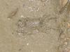 Crab