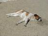 napping dog