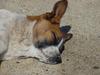 napping dog
