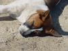 napping dog