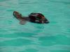 Southern sea lion