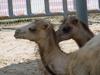 Bactrian Camels