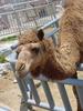 Dromedary Camel