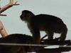 Squirrel monkey