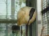 Black-headed Ibis, Threskiornis melanocephalus (검은머리흰따오기)