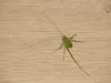 Katydid