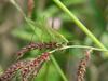 Grass katydid
