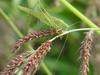 Grass katydid