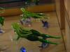 Glass frog
