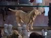 Clay dog