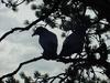 Common Ravens