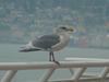 American herring gull