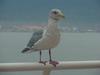 American Herring Gull