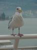 American Herring Gull