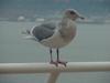 American Herring Gull