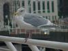 American Herring Gull