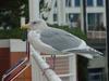 American Herring Gull