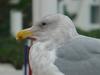 American Herring Gull