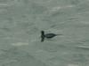 Cormorant?