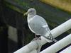 American Herring Gull