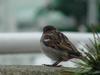 House Sparrow