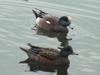 American Wigeons