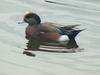 American Wigeon