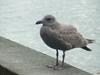 American Herring Gull