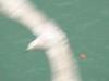 Herring gull's flight