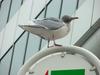 Herring gull