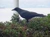 Common Raven